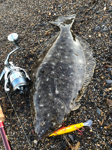 ヒラメの釣果