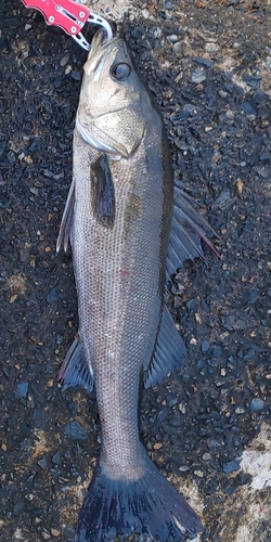 フッコ（マルスズキ）の釣果