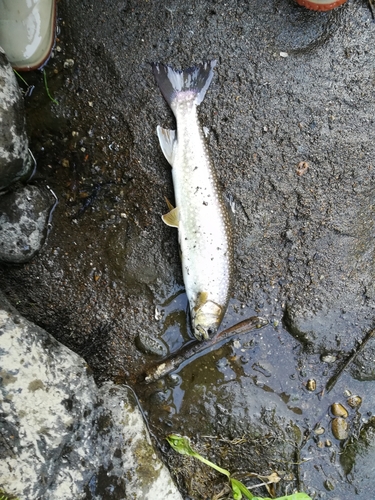 アメマスの釣果