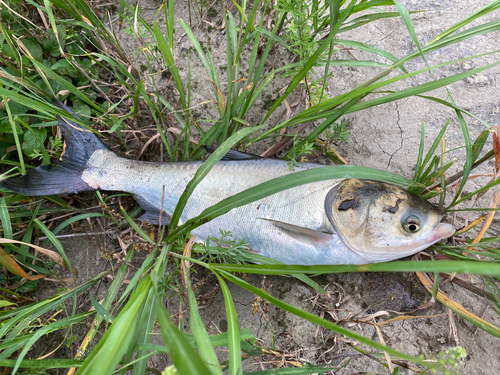 ハクレンの釣果