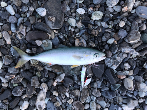 ワカシの釣果