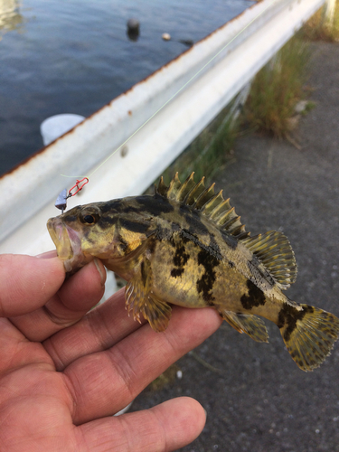 釣果