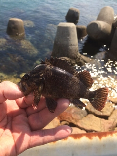 メバルの釣果