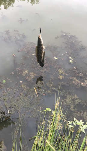 ライギョの釣果