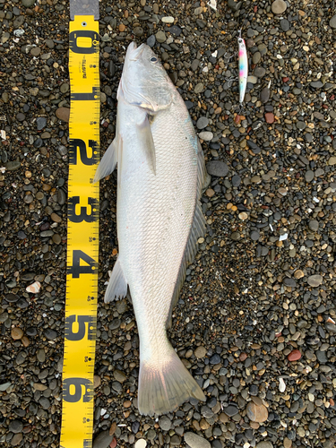 ニベの釣果