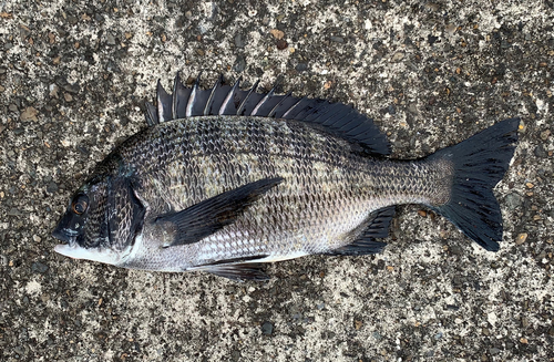 チヌの釣果