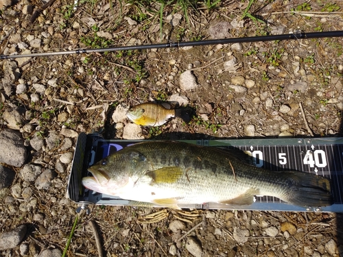 ブラックバスの釣果