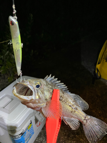 クロメバルの釣果