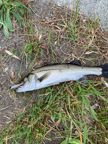 スズキの釣果