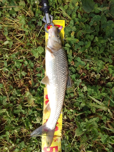 ニゴイの釣果