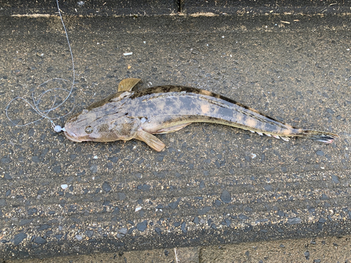 マゴチの釣果