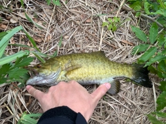 スモールマウスバスの釣果