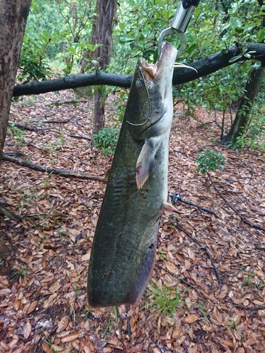 ナマズの釣果