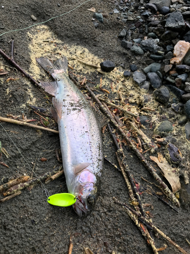 ニジマスの釣果