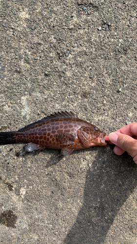 オオモンハタの釣果