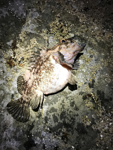 オウゴンムラソイの釣果