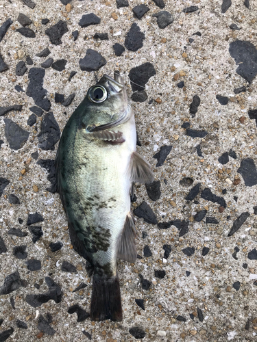 シロメバルの釣果