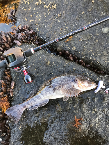 アイナメの釣果