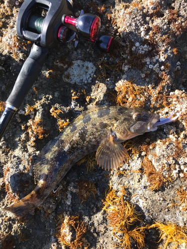 アイナメの釣果