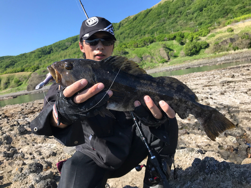 アイナメの釣果