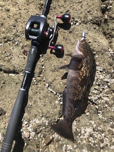 アイナメの釣果