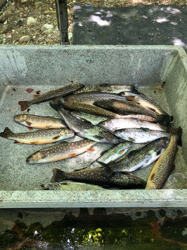 イワナの釣果