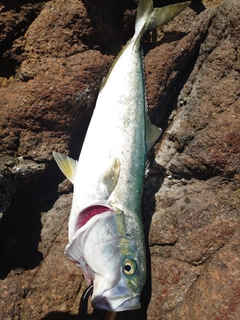 イナダの釣果