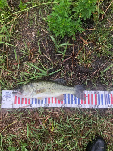 ブラックバスの釣果