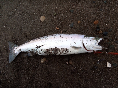 サクラマスの釣果