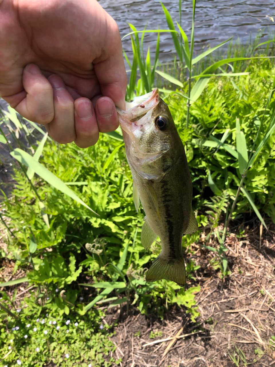 ラージマウスバス