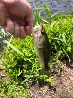 ラージマウスバスの釣果