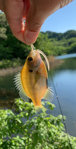 ブルーギルの釣果