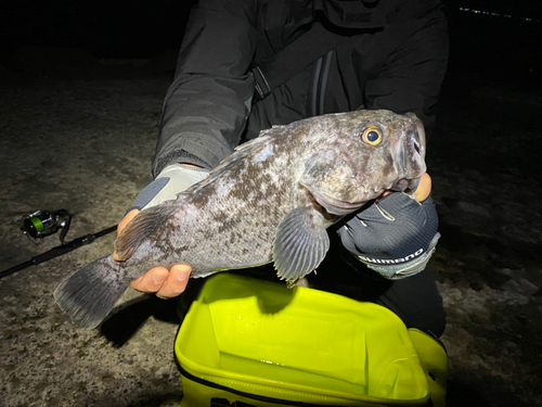 クロソイの釣果