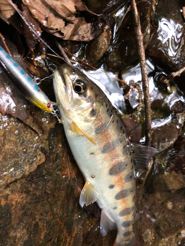 アマゴの釣果