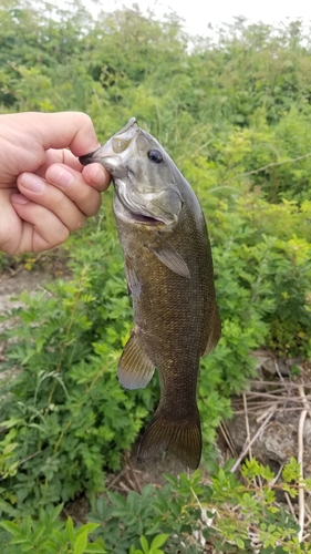 スモールマウスバスの釣果