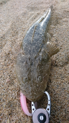 マゴチの釣果