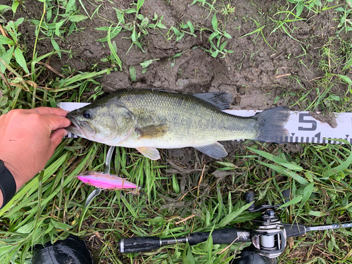 ブラックバスの釣果