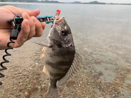 キビレの釣果