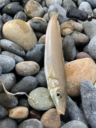 キスの釣果