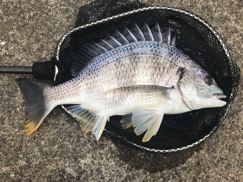 キビレの釣果