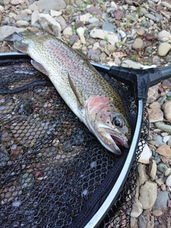 ニジマスの釣果