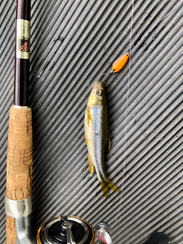 カワムツの釣果