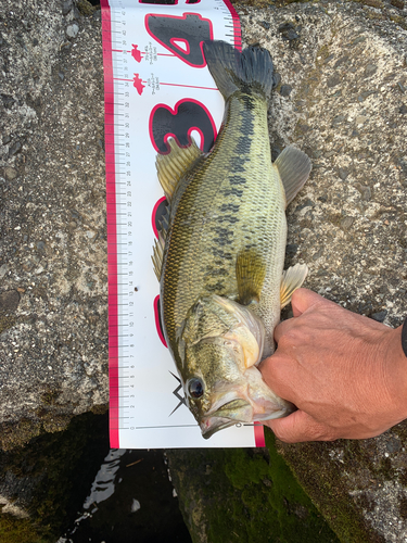 ブラックバスの釣果