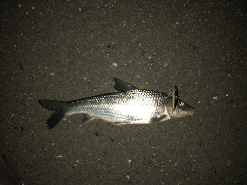 ソウギョの釣果