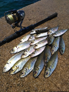 アジの釣果