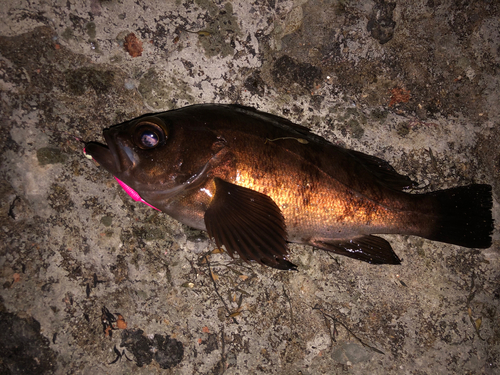 シロメバルの釣果