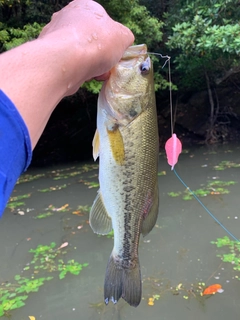 ラージマウスバスの釣果