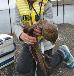 マダコの釣果