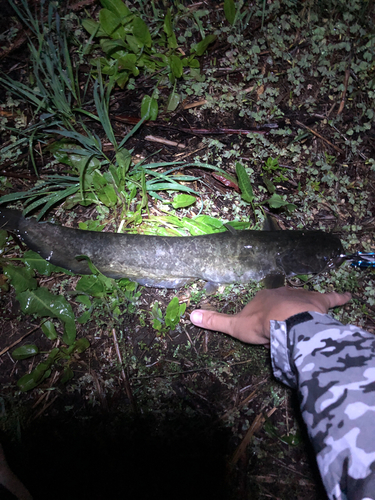 ナマズの釣果