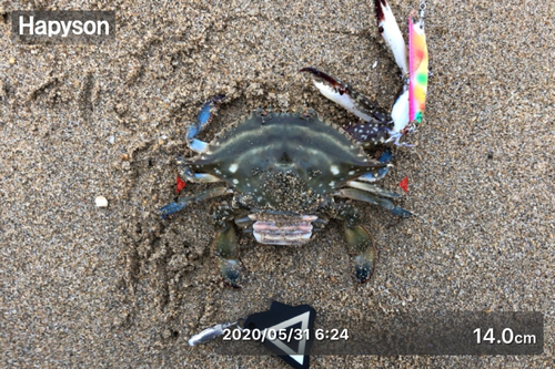 タイワンガザミの釣果